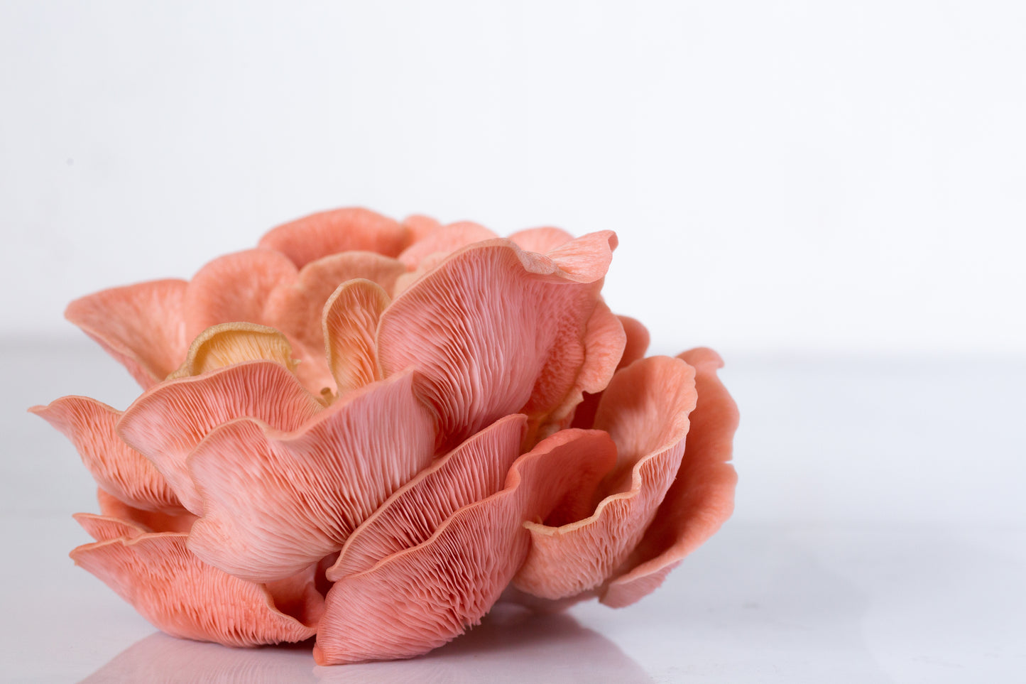 Rosa ostronskivling mycel på råg